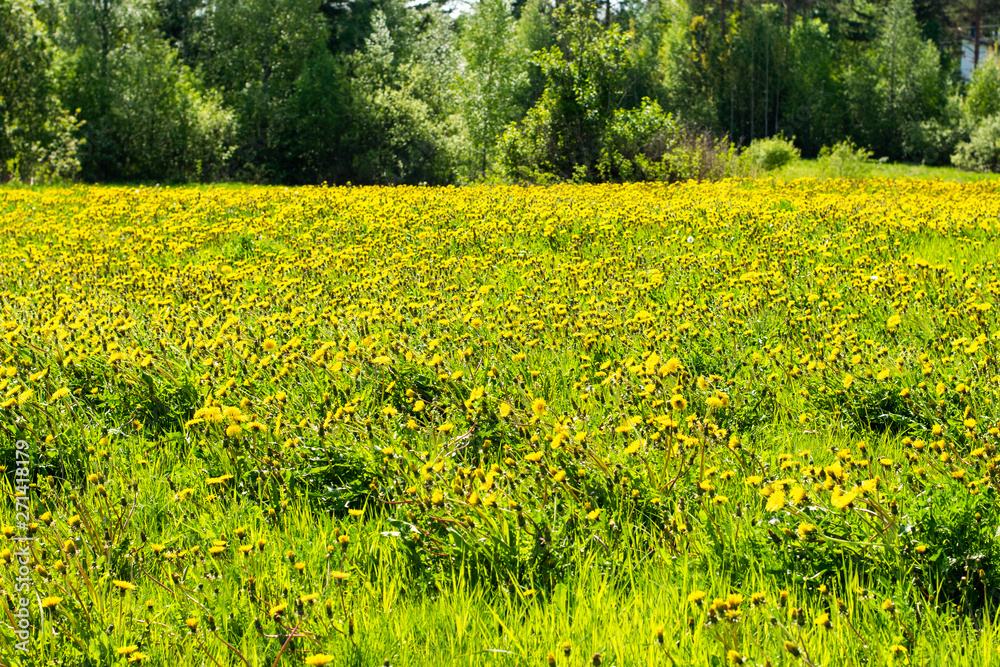 Field of dandelions 4