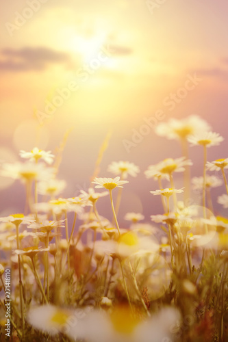 Fototapeta Naklejka Na Ścianę i Meble -  Art abstract  natural background; summer sunny meadow