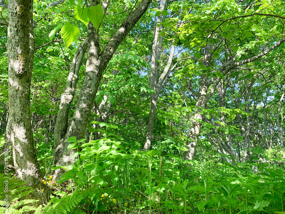 Fototapeta premium Russia, Vladivostok. Deciduous forest on the island of Shkot in June