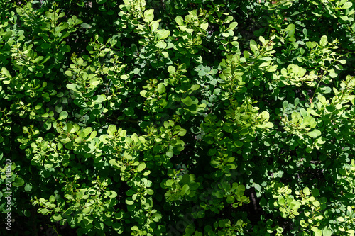 green leaves of a tree background