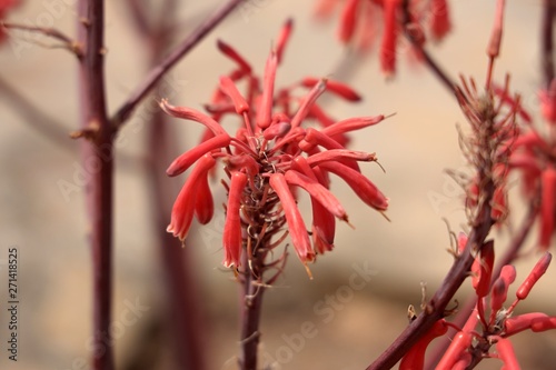 Aloe Maculata photo