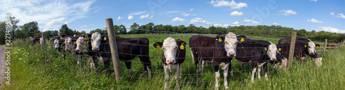 panorama of herd of cows at fence
