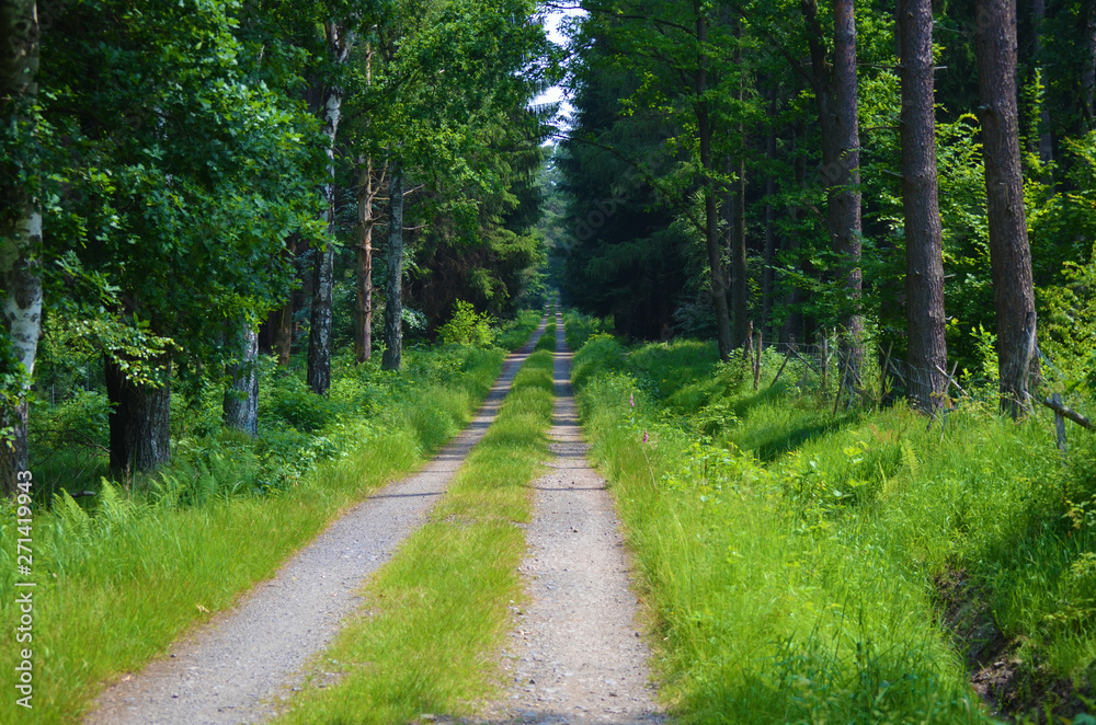 Fototapeta premium Forest