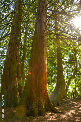 Obraz na płótnie giant tuja tree in nature 