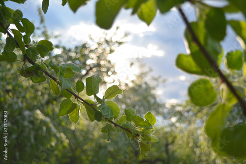 branch of a tree in spring