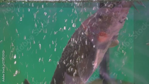 MS TD Beluga sturgeons (Huso huso) swimming in aquarium in fish farm / photo