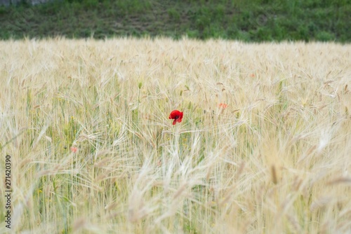 Peculiar scene of poppy which grows in a barley field