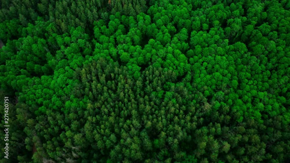 4K Arial Drone shot. Birds eye view of a lush green forest. Lush green tree tops. 4K Arial Drone shot. Birds eye view of a lush green forest. Lush green tree tops.