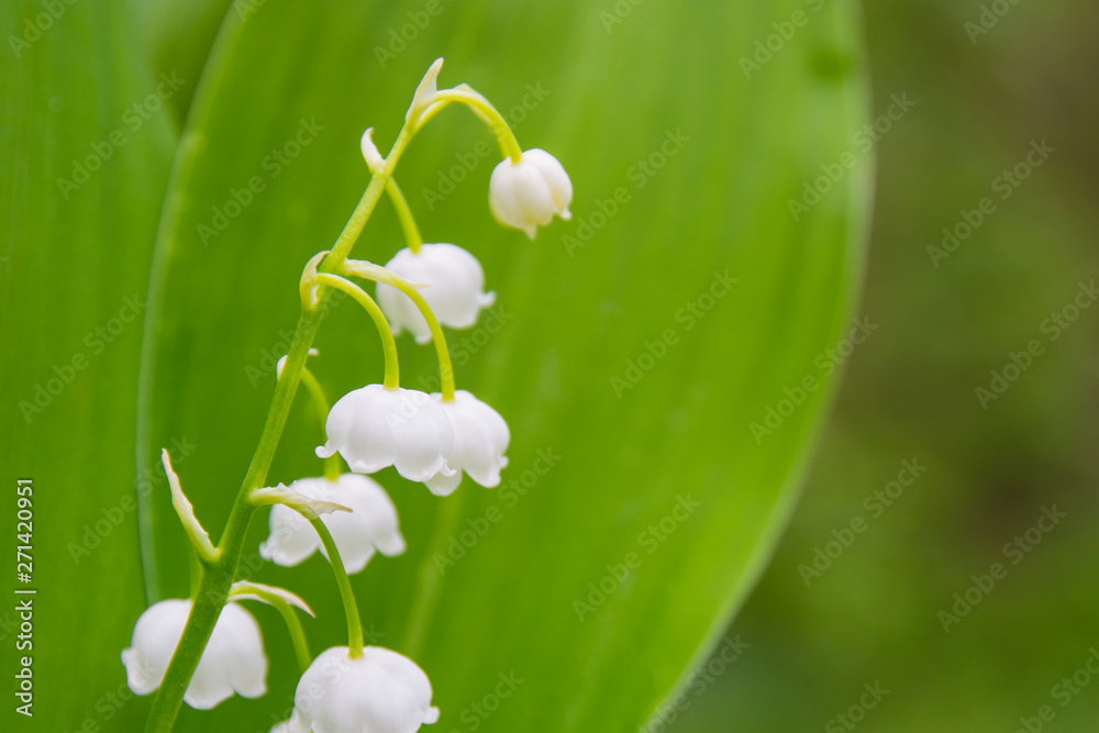 macro closeup of beautiful white and green early spring bulb flowers of Leucojum plant also known as snowflake and dewdrop lily of the valley against garden background macro closeup of beautiful white and green early spring bulb flowers of Leucojum plant also known as snowflake and dewdrop lily of the valley against garden background