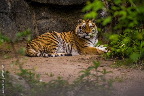 16.05.2019. Berlin  Germany. Zoo Tiagarden. A big adult tiger among greens. Wild cats and animals.