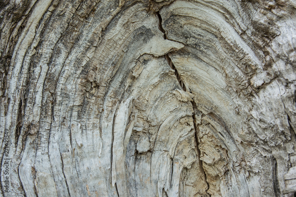 texture of bark wood use as natural background texture of bark wood use as natural background