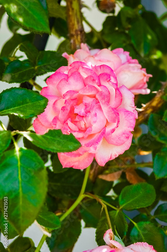 beautiful rose in a park on the nature background