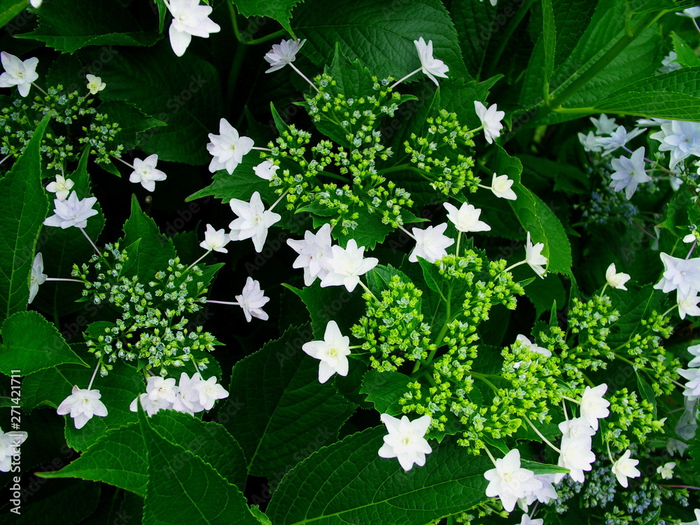 紫陽花 墨田の花火 紫陽花 墨田の花火