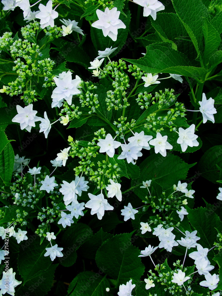 紫陽花 墨田の花火 紫陽花 墨田の花火
