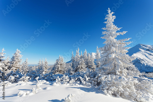 Zima w górach, las przykryty bialym śniegiem