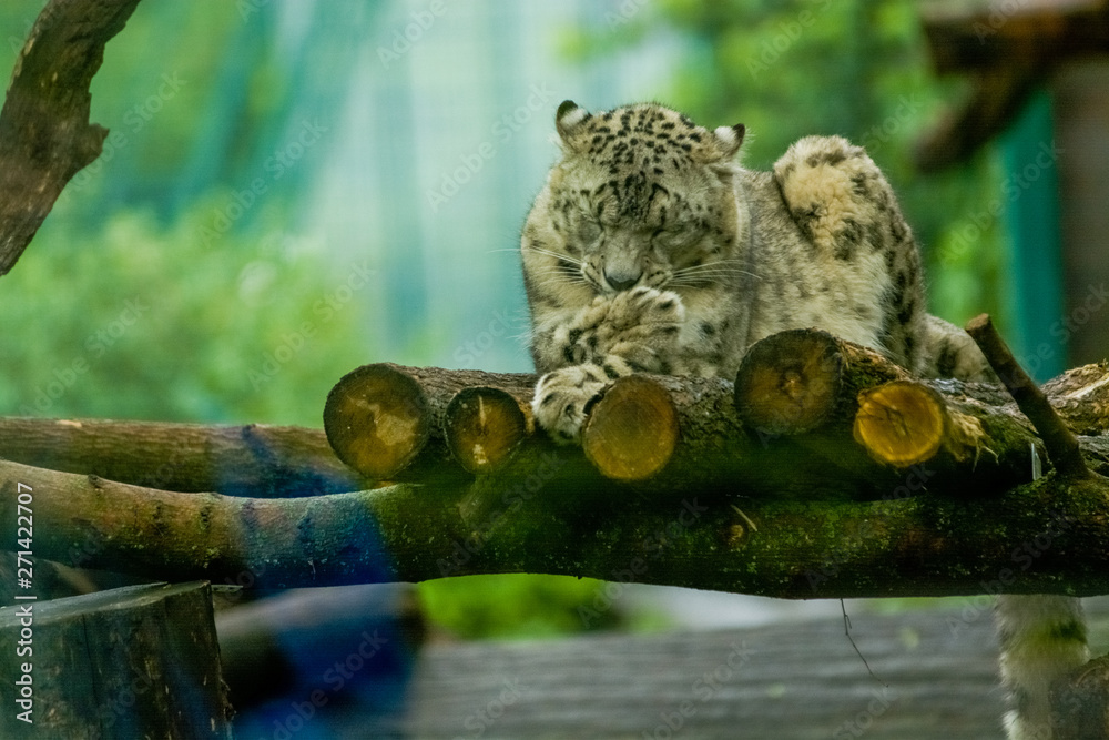 16.05.2019. Berlin, Germany. Zoo Tiagarden. The snow leopard lies on wood among greens and is lazy licks paws. Wild cats and animals.