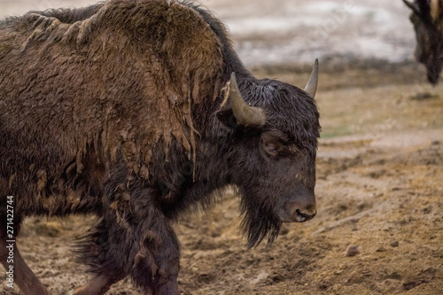 16.05.2019. Berlin, Germany. Zoo Tiagarden. Big buffalos walk across the territory after heavy rain. © Vlada