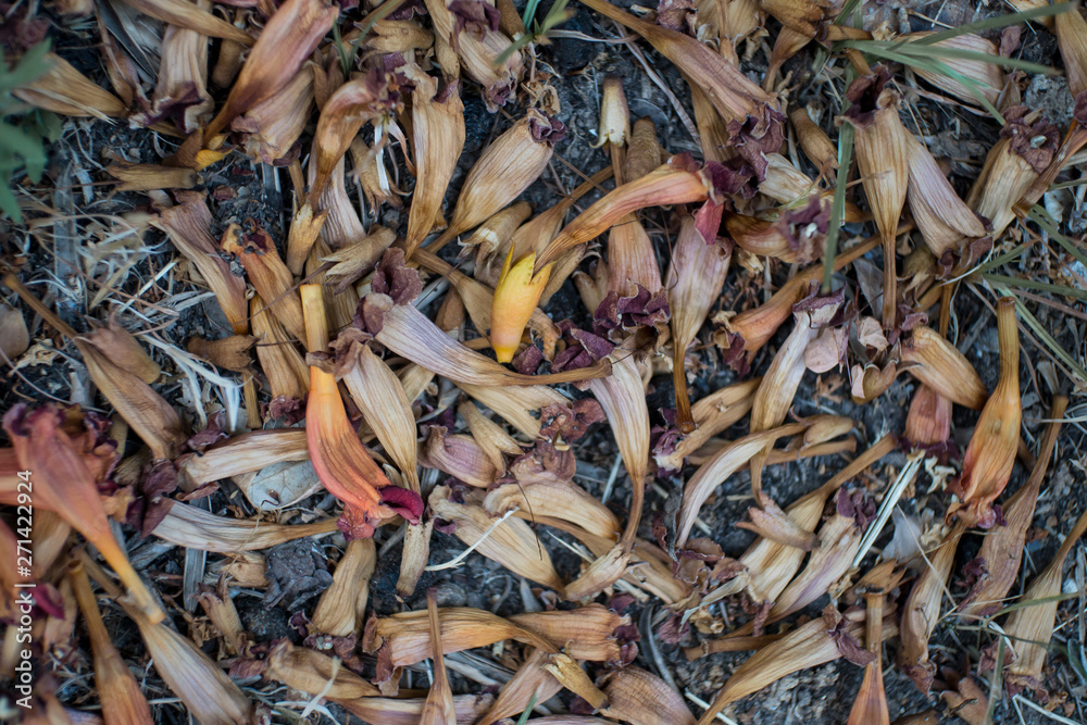 dried flowers of trumpet creeper on the ground