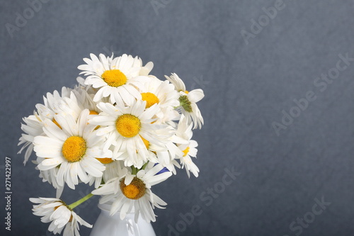 A bouquet of field daisies. On a gray background. Genus of perennial flowering plants of the Matric  ria family  Matric  ria .