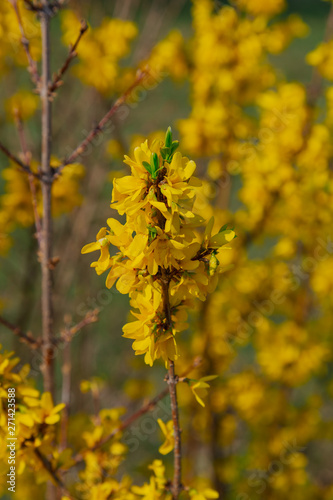 Beautiful yellow flowers on a tree in the park.