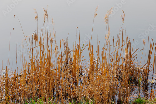 Dried yellow plants by the lake in the early morning.