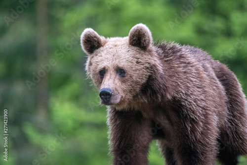 Young brown bear in the wild- Romania