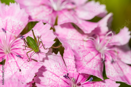 Speckled bush cricket on pink