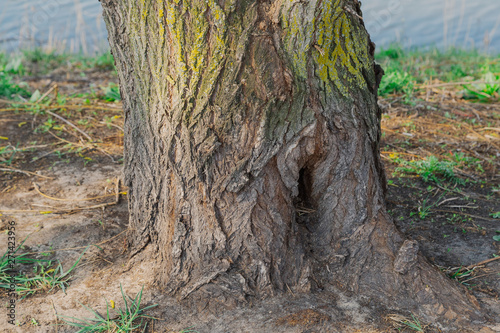 old wood tree bark texture with green moss.