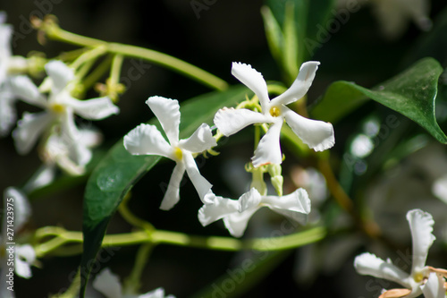 Open flowers of jasmine (Trachelospermum jasminoides)