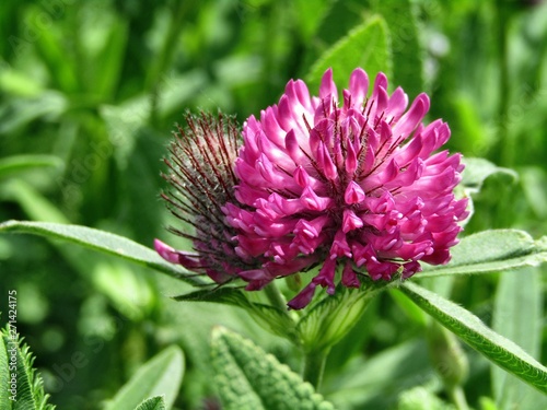 Pink flower trifolium alpestre species