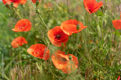 Flowers and buds of poppies growing wild in a field against a background of green grass. Selective focus.
