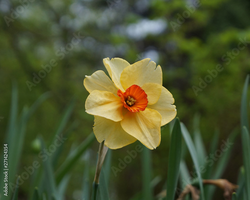 Big single flower of the varietal Narcissus (Daffodil or Jonquil) in a garden. Close-up view on a green blurred background