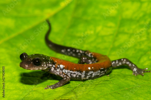 Yonahlossee Salamander (Plethodon yonahlossee) photo