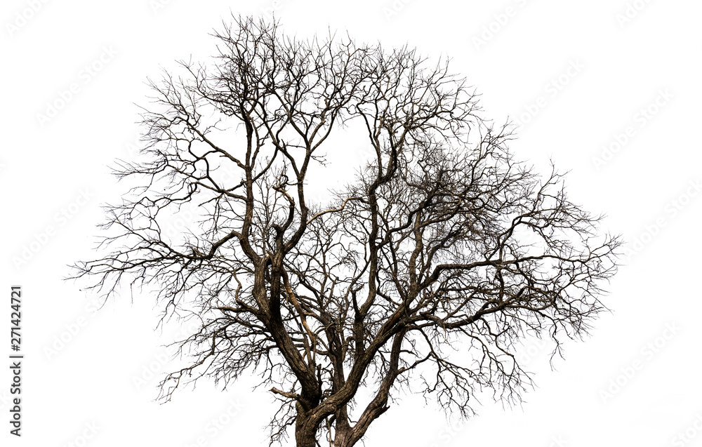 Branch of dead tree with clipping path isolated on white background. Branch of dead tree with clipping path isolated on white background.