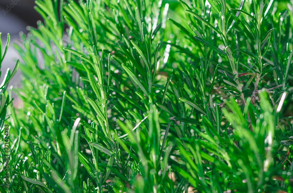 Close-up photo of fresh rosemary herb green leaves growing in garden outdoors. Close-up photo of fresh rosemary herb green leaves growing in garden outdoors.