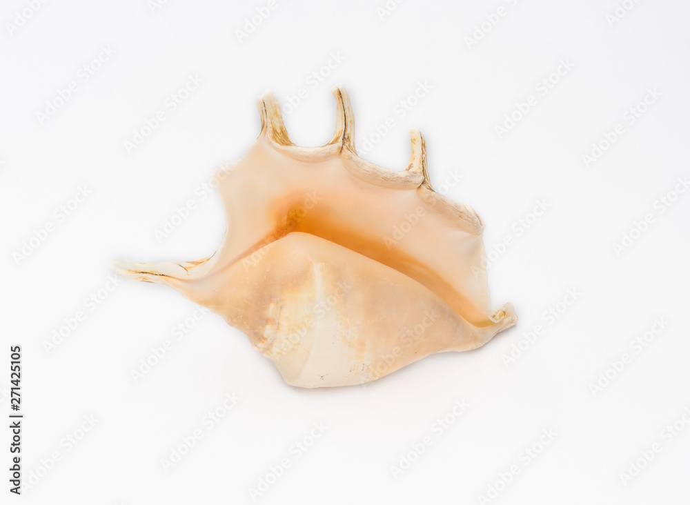 Beautiful big sea shell shot on white.