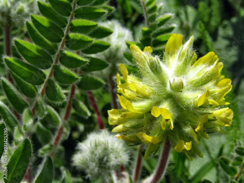 Yellow plant astragalus alopecuroides