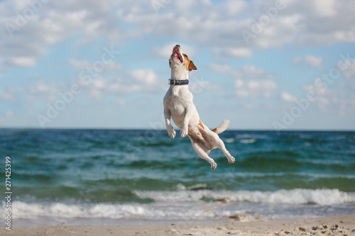 Jumping dog on sea shore