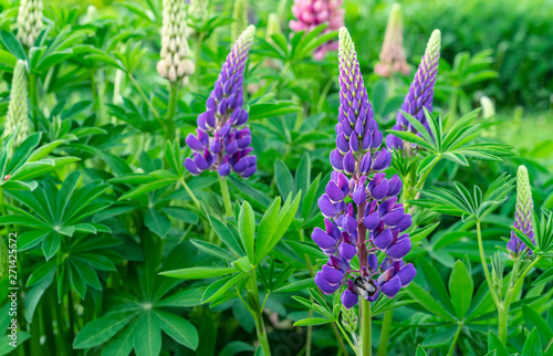 Blooming lupine flower. Purple lupine flower. Field lupine.