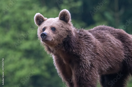 Young brown bear in the wild- Romania