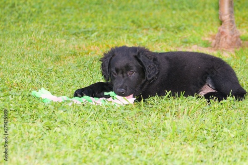 Lying Black Dog Portrait - Labrador hybrid and retriever.Black ten week old puppy Labrador lying on green grass.Black ten week old puppy Labrador lying on green grass.