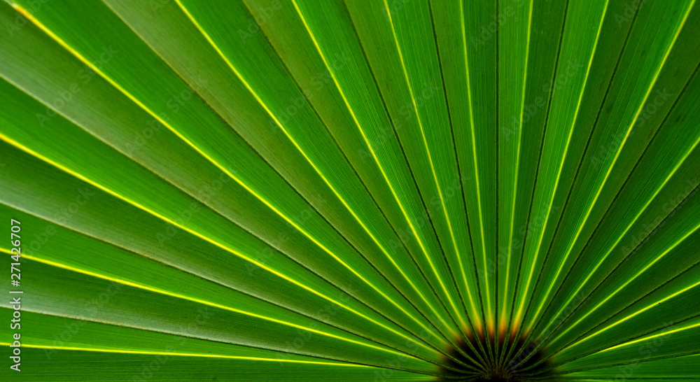 Obraz premium green palm leaf with line