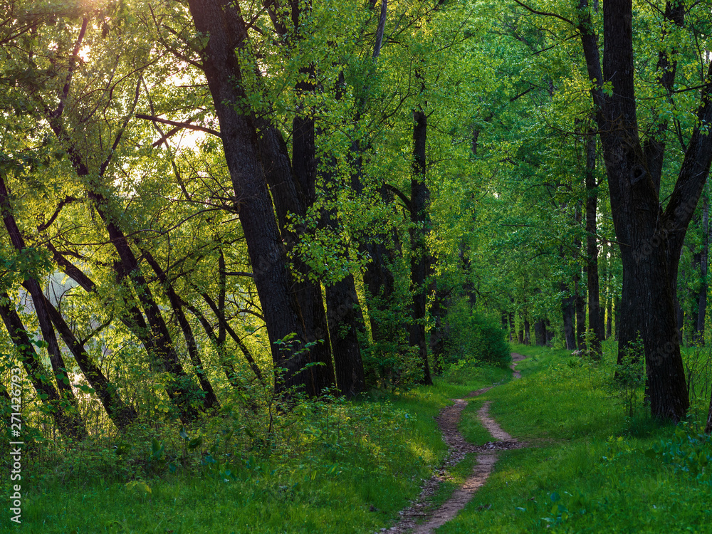 Fototapeta premium Path in the green summer forest in the evening