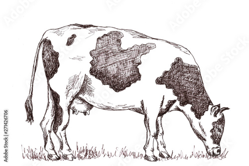 Hand drawn cow pencil illustration brown on white