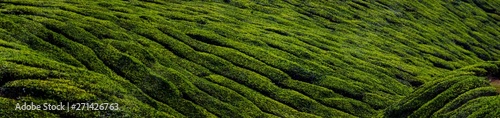 Munnar Tea Garden