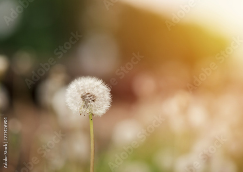 Dandelion close-up with copyspace at sunset