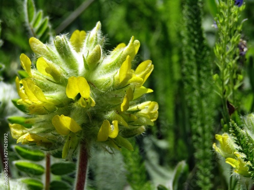 Photography Yellow plant astragalus alopecuroides