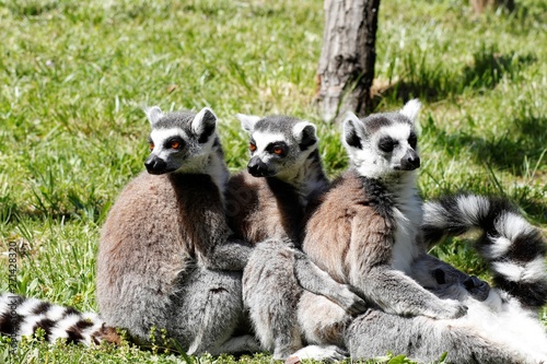 3 hintereinandersitzende Lemuren © Manuela