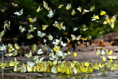Canvas Print Flocks of butterflies live in the forest, soft focus image