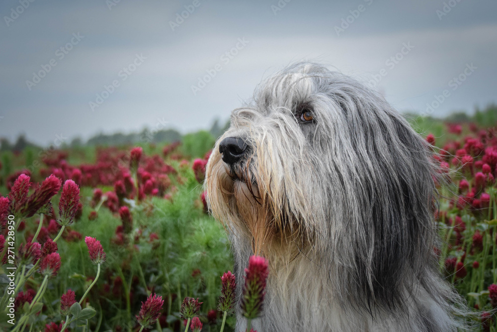 Portrait of bearded collie, who is sitting in shamrock